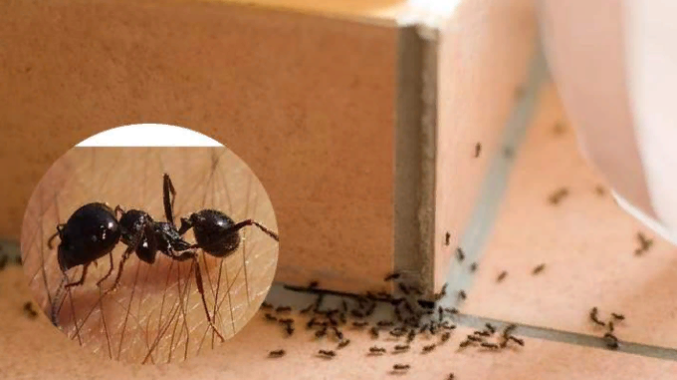 уничтожение муравьев СЭС
