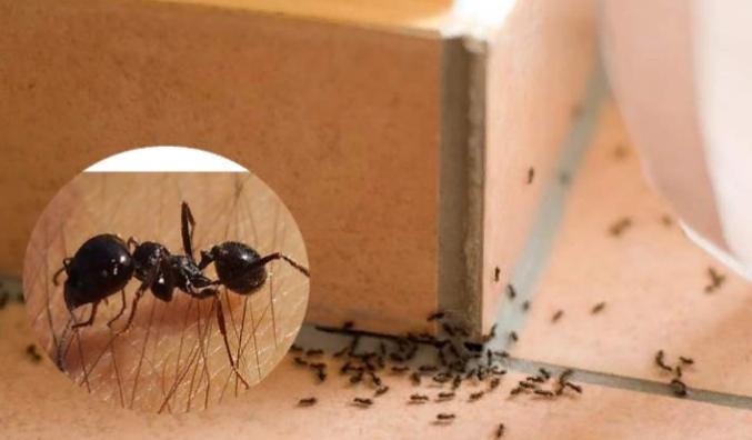 уничтожение муравьев СЭС
