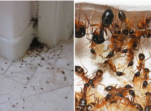 уничтожение муравьев СЭС Биосила